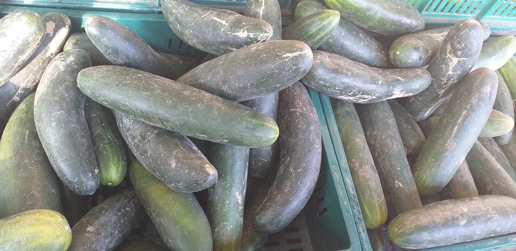 Pepino cohombro