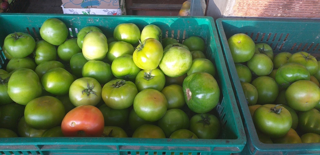 Tomate chonto verde