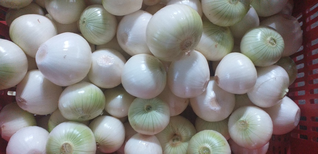 Cebolla blanca pelada