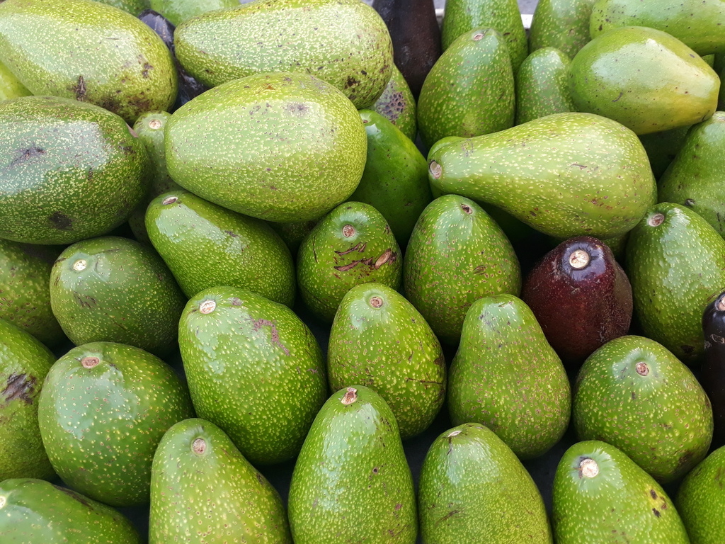 Aguacate criollo