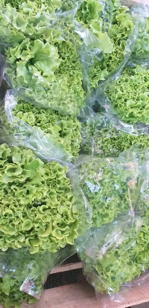 Lechuga hidropinica