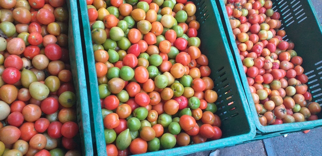 Tomatr chonto de 3ra