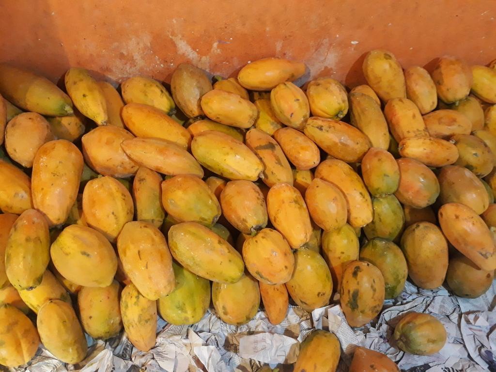 Papaya