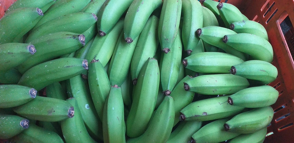 Banano criollo verde