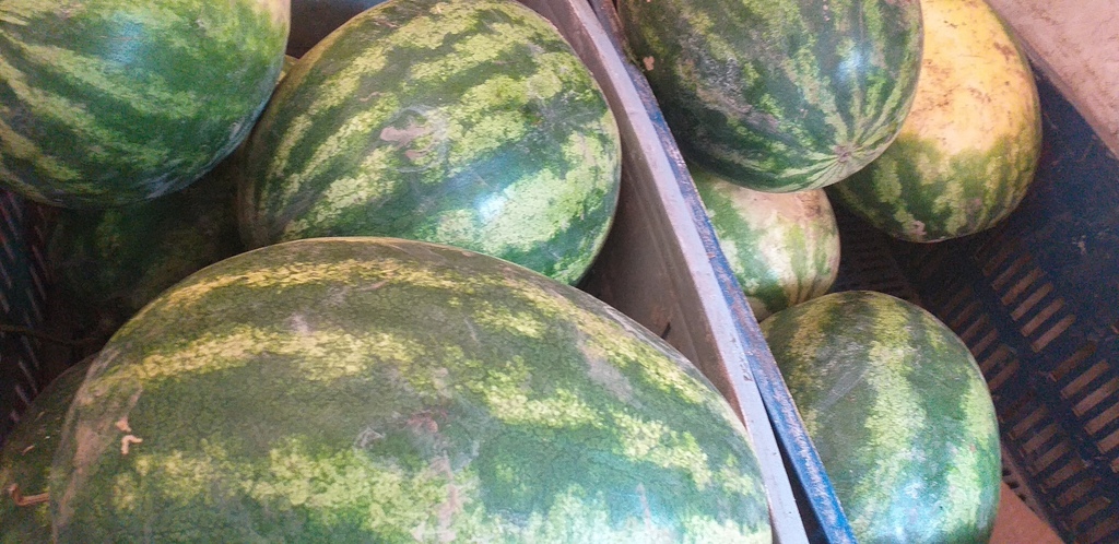 Sandia gruesa