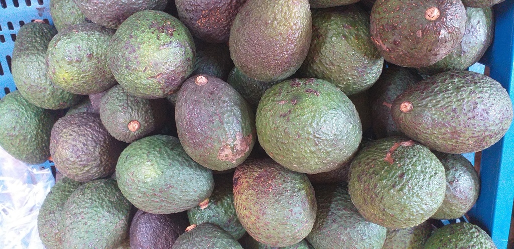 Aguacate hass