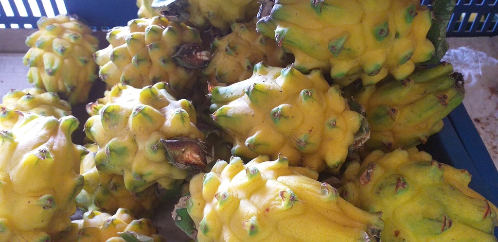 Pitahaya