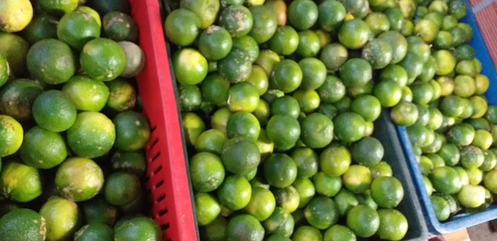 Limon mandarino