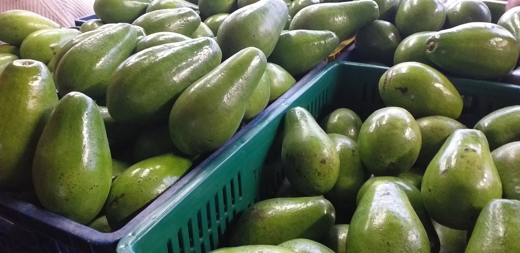 Aguacate papelillo