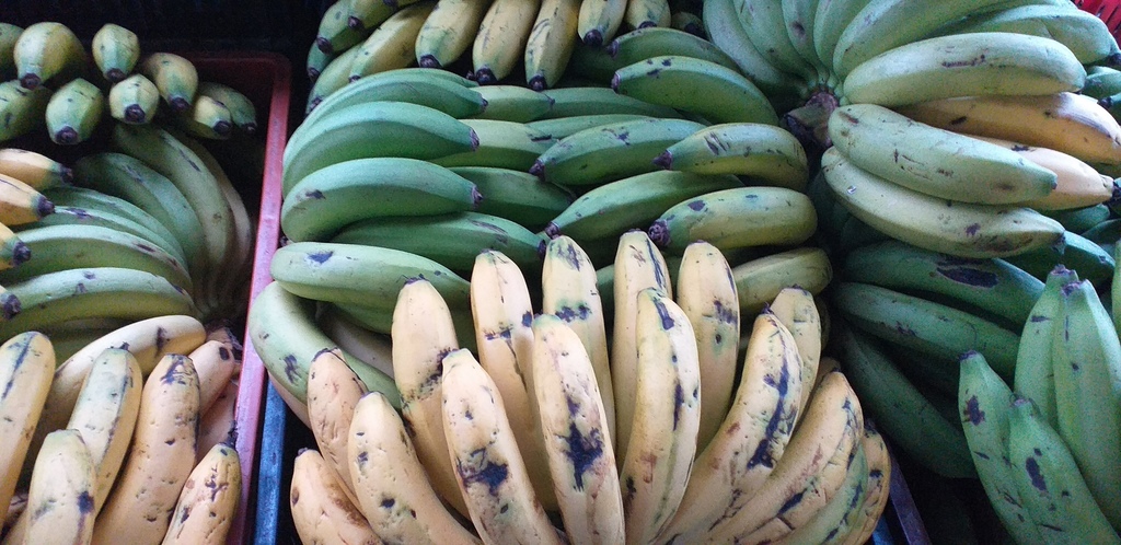 Banano criollo