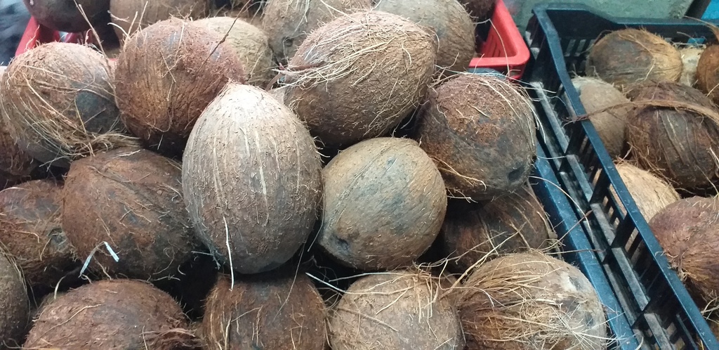 Coco de panama selecto