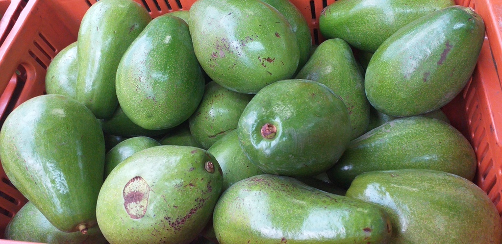 Aguacate papelillo