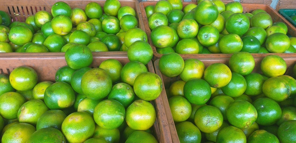 Naranja valencia