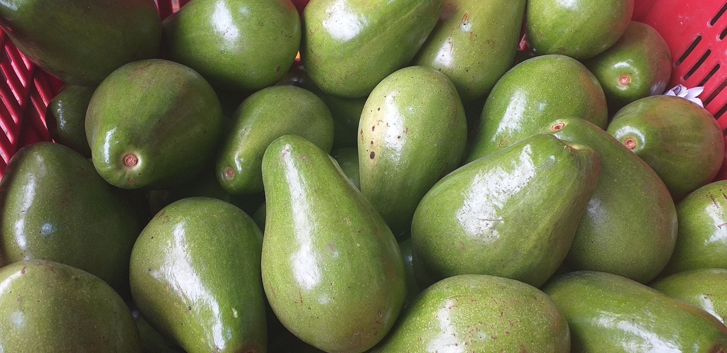 Aguacate papelillo