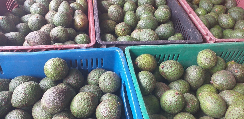 Aguacate hass grueso