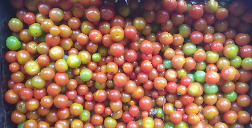 Tomate cherry