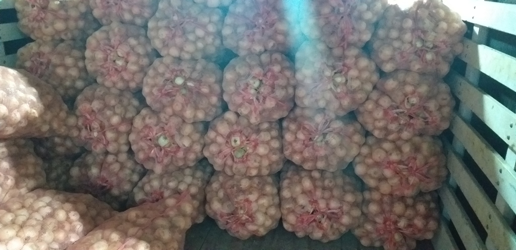 Cebolla blanca *50kg
