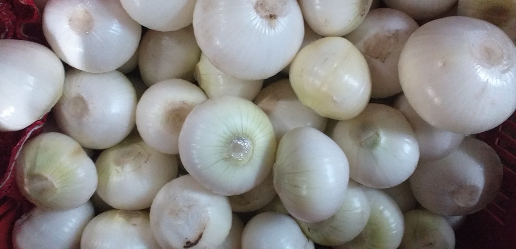 Cebolla blanca pelada