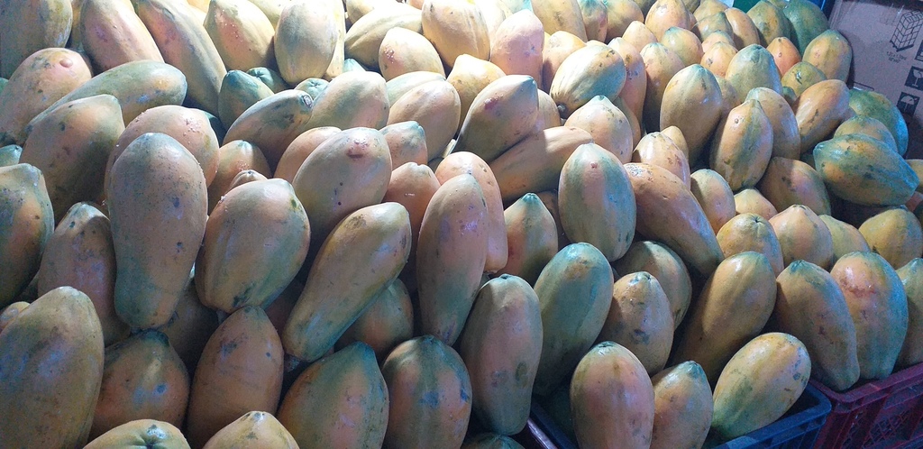 Papaya tainung
