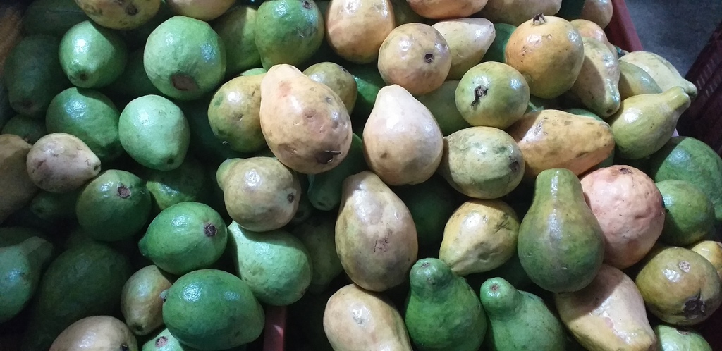 Guayaba pera