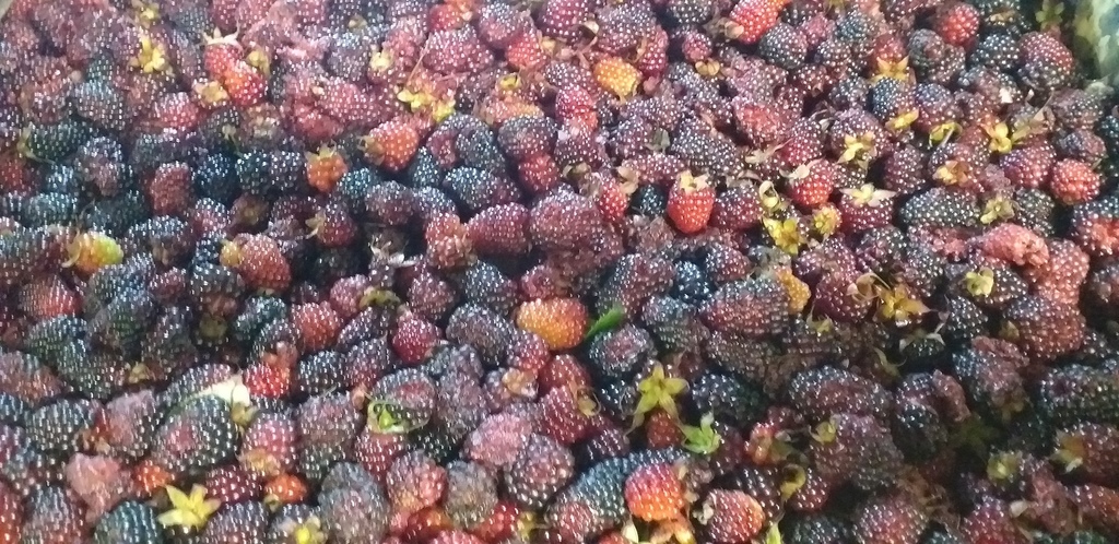 Moras del oriente