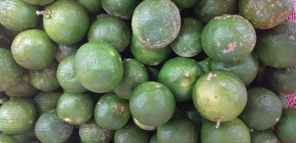 Limon mandarino