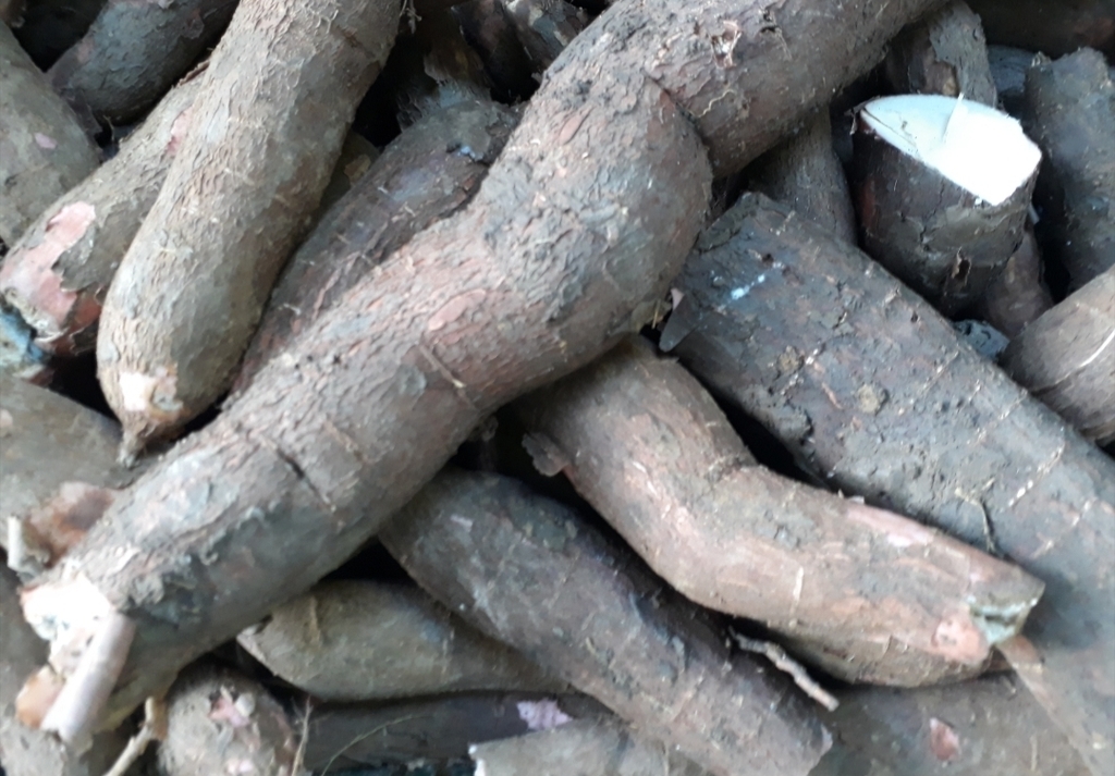 Yuca