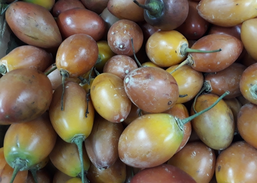 Tomate de arbol