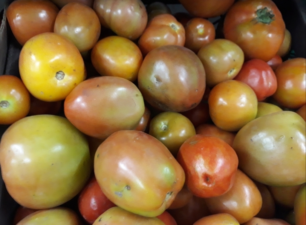 Tomate