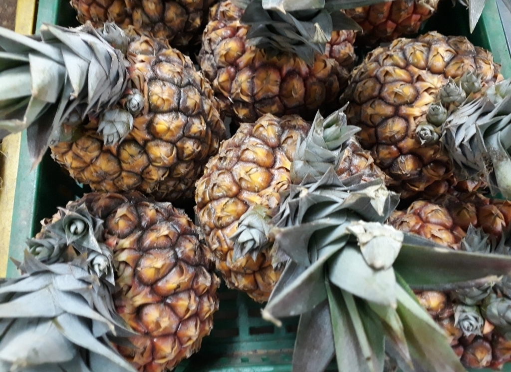 Piña oro miel