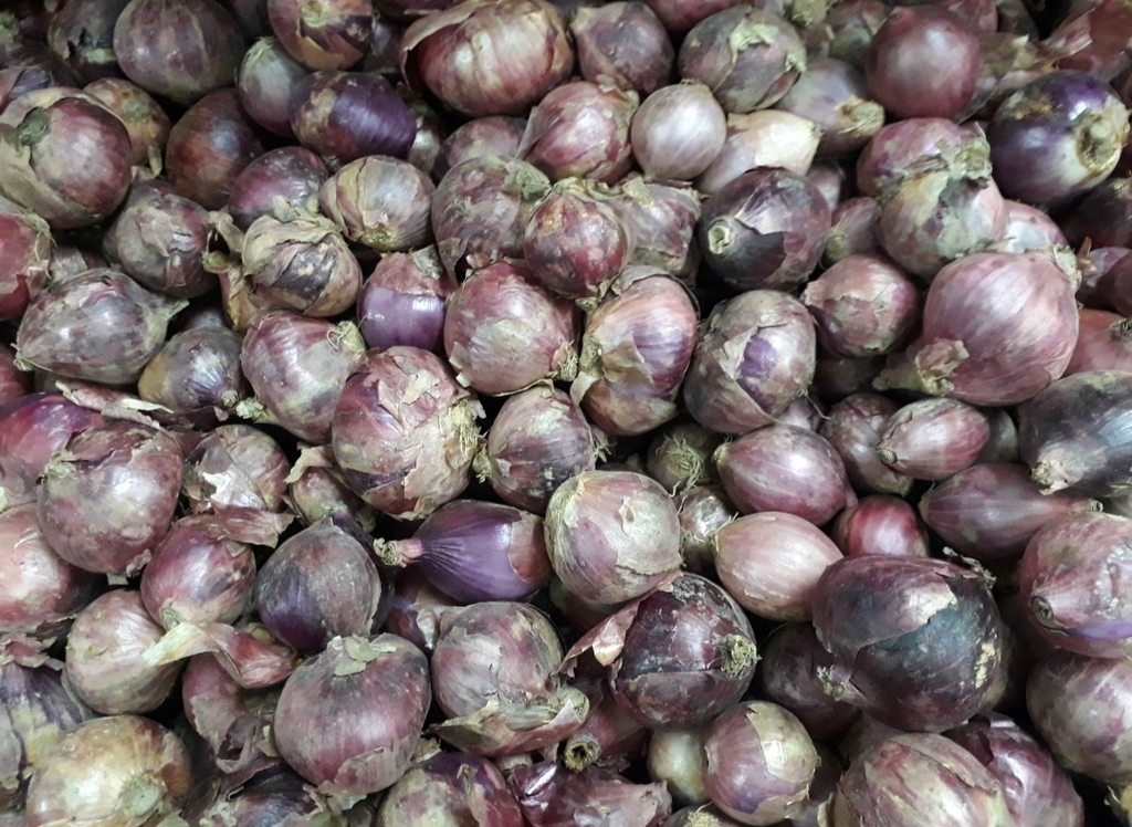 Cebolla roja