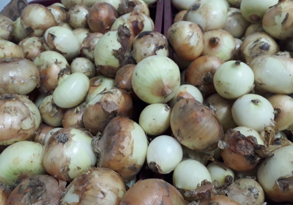 Cebolla Blanca