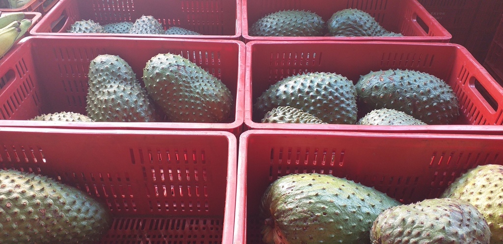 Guanabana