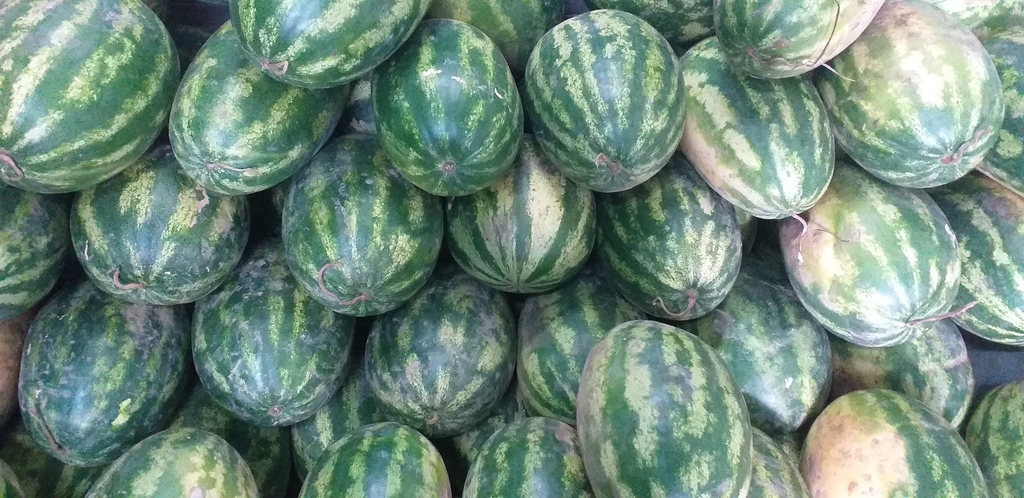 Sandia gruesa