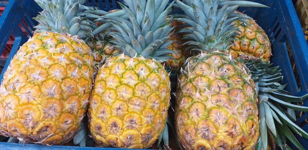 Piña oromiel
