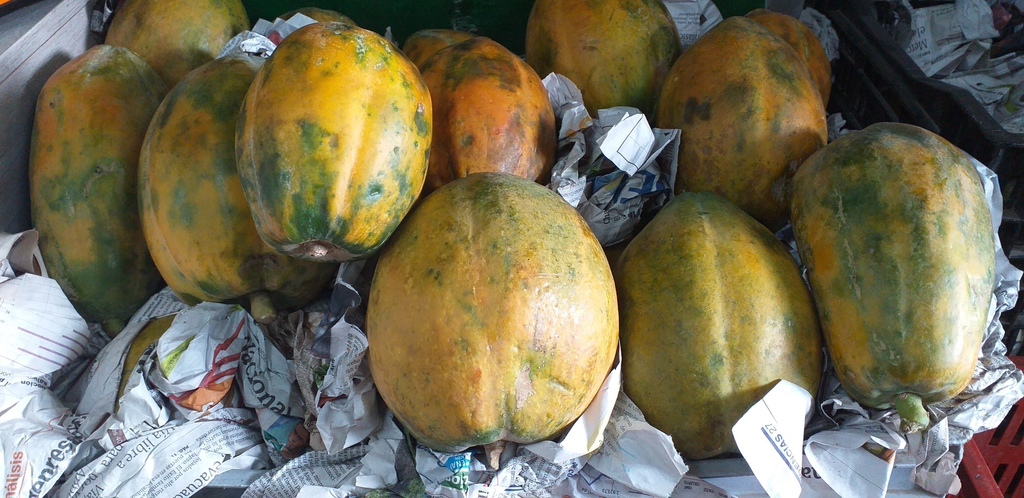 Papaya maradol