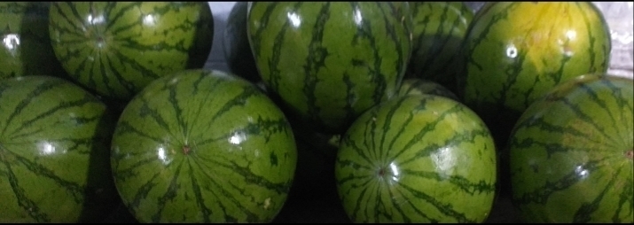 Sandia delgada