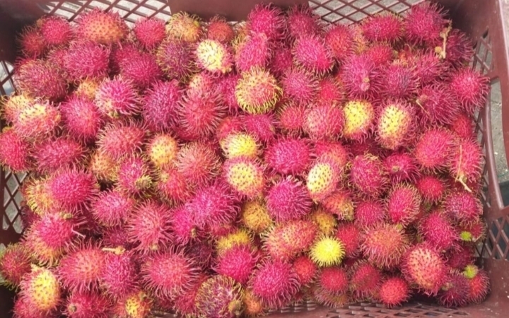 Rambutan