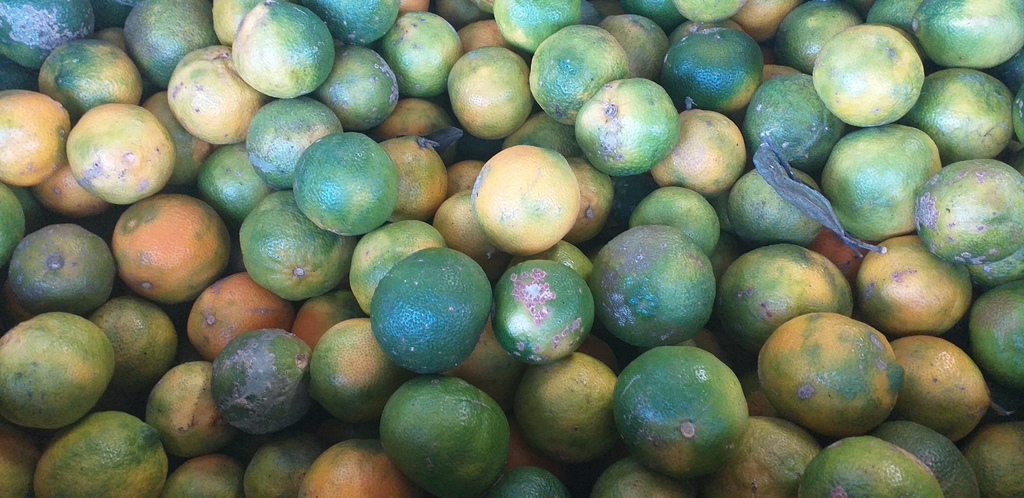Limon mandarino