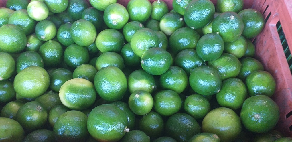 Limon tahiti