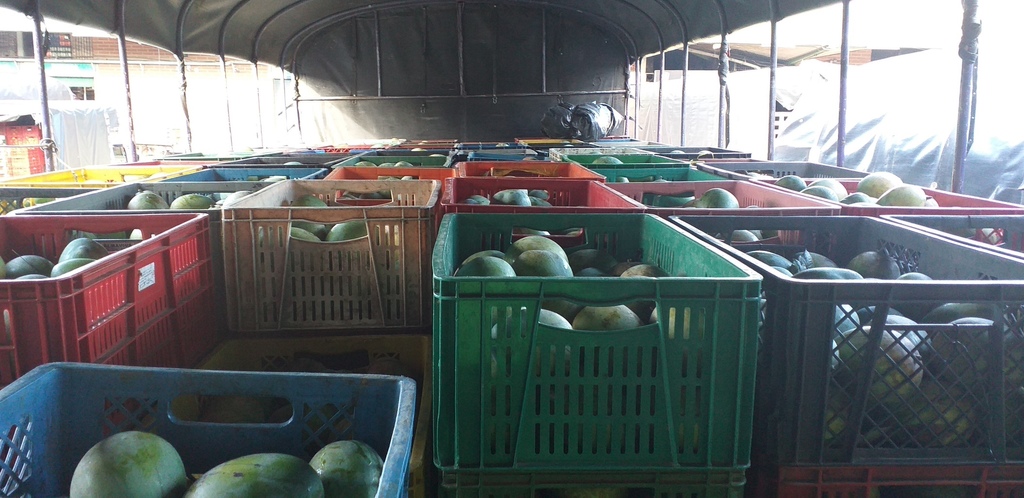 Mango farchi