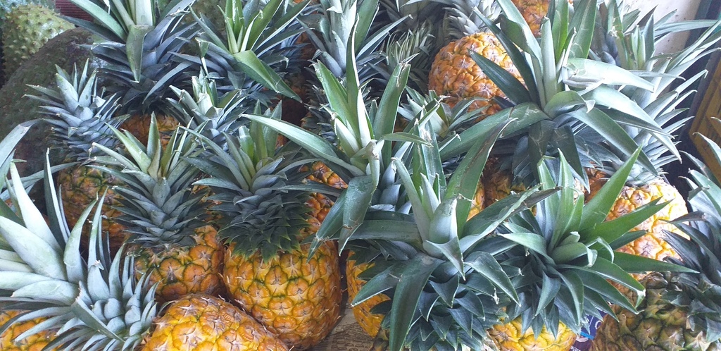 Piña oromiel