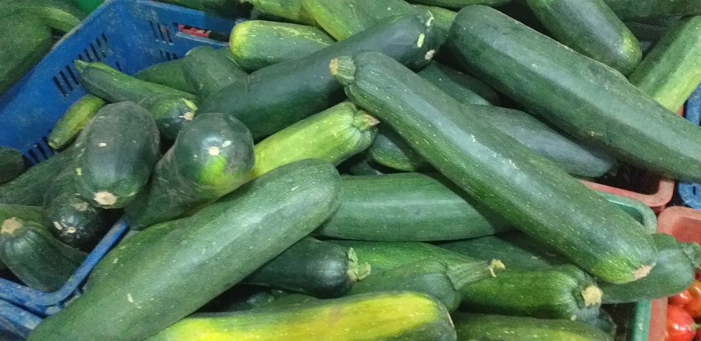 Pepino cohombro