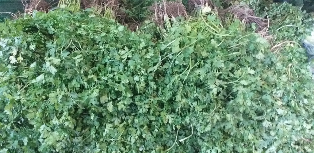 Cilantro