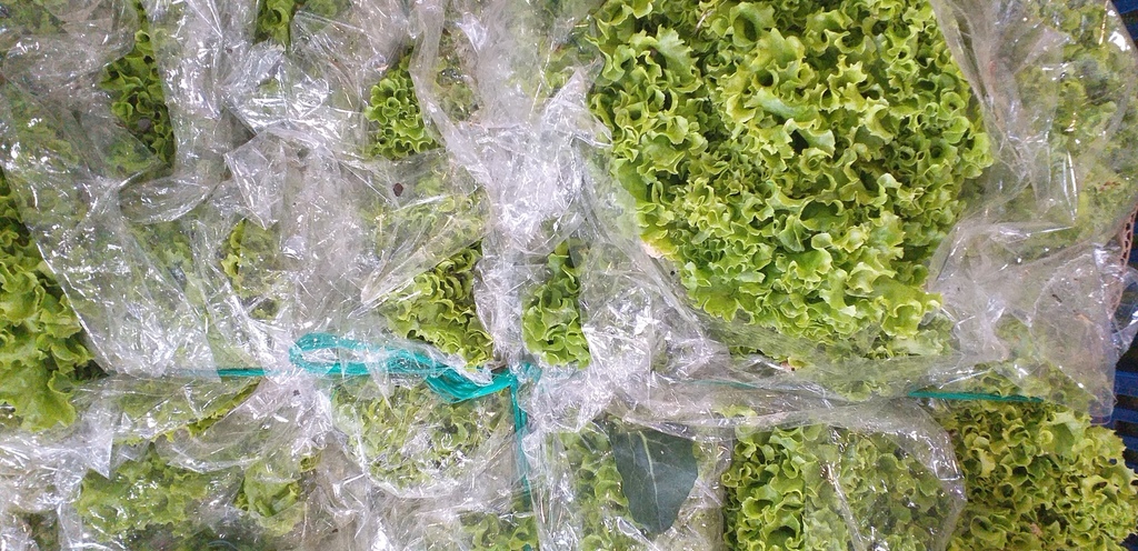 Lechuga crespa
