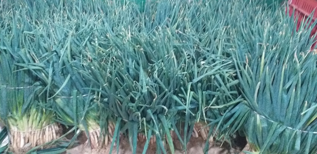 Cebolla de rama
