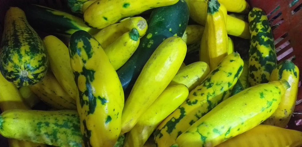 Calabacin