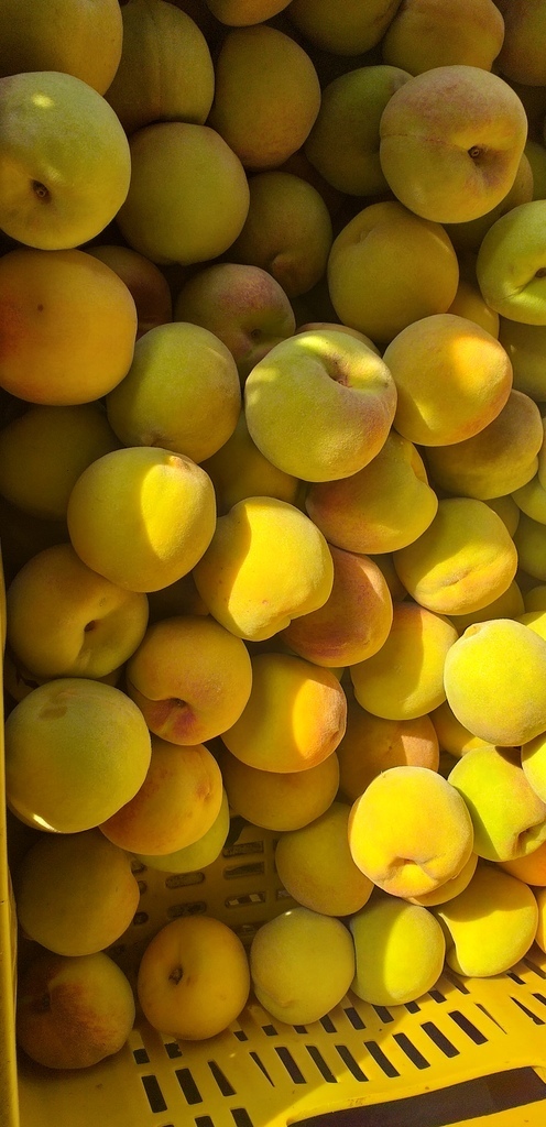 Durazno criollo