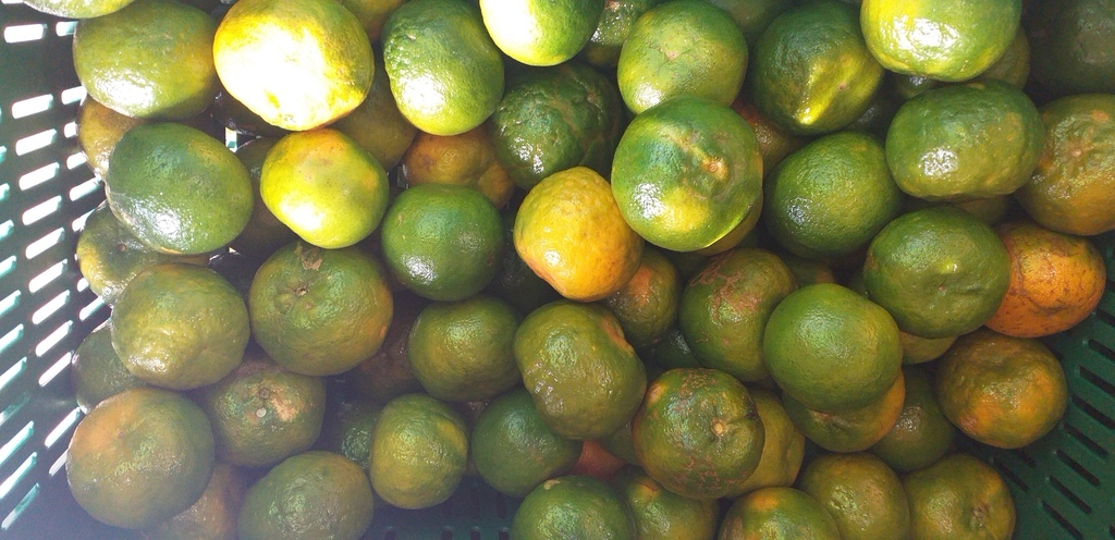 Mandarina oneca de 2da