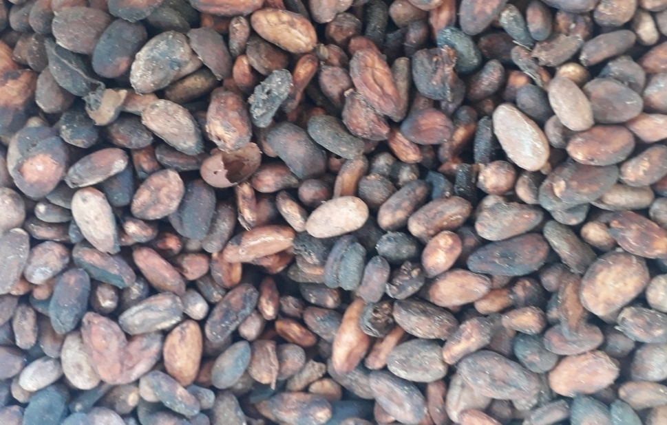Cacao